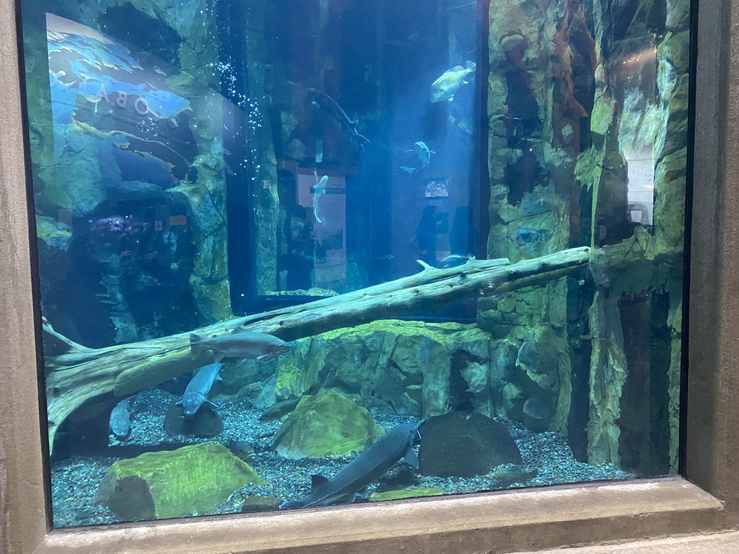 Isle Royale - Tank #2