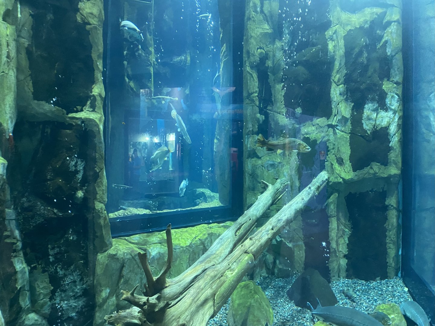 Isle Royale - Tank #2