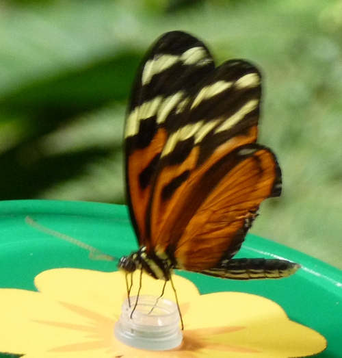 Ismenius tiger longwing (Heliconius ismenius)????