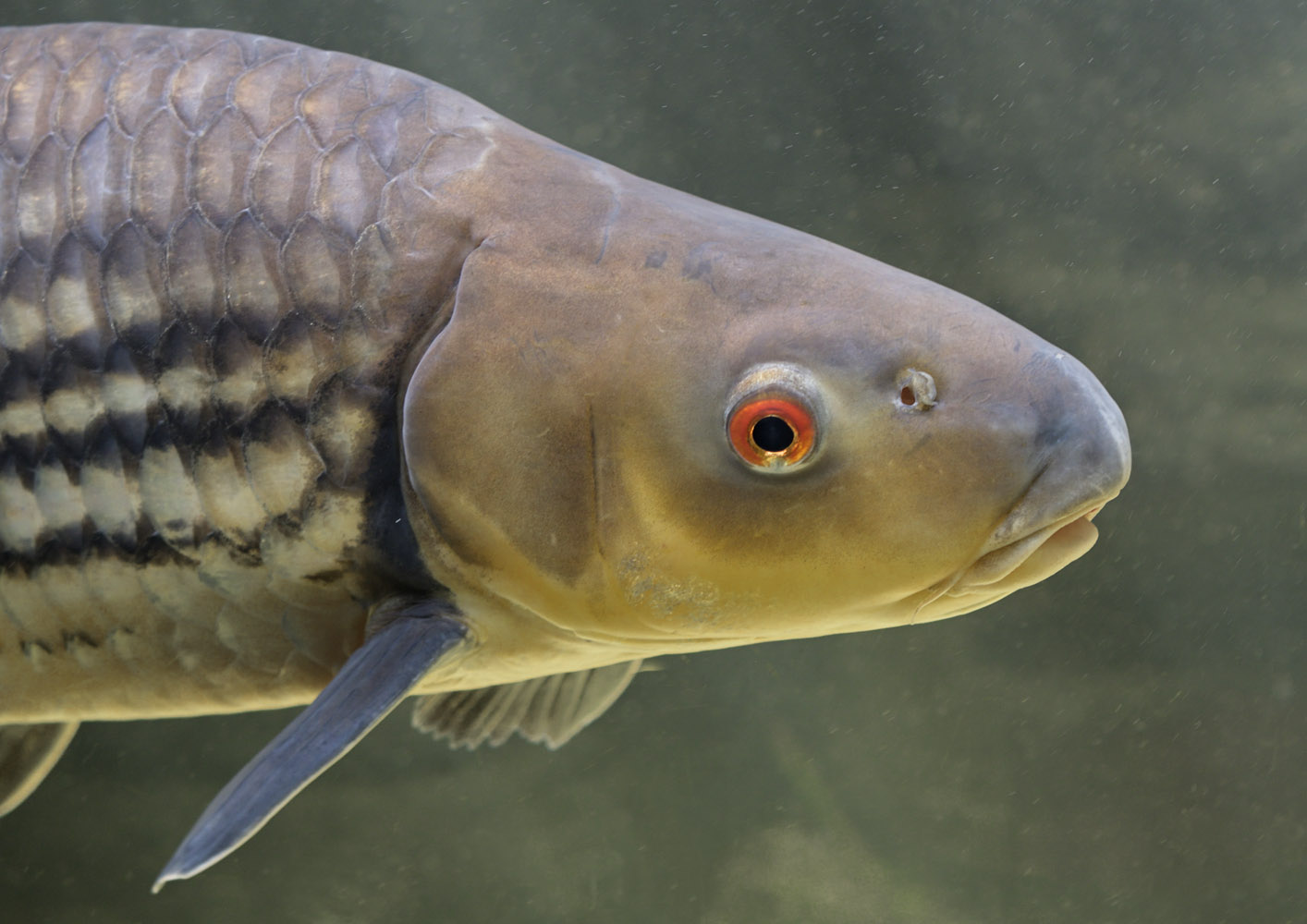 Isok barb (pla eesok), head study