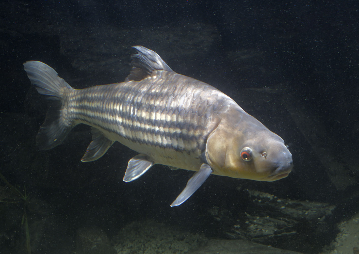 Isok barb (pla eesok)