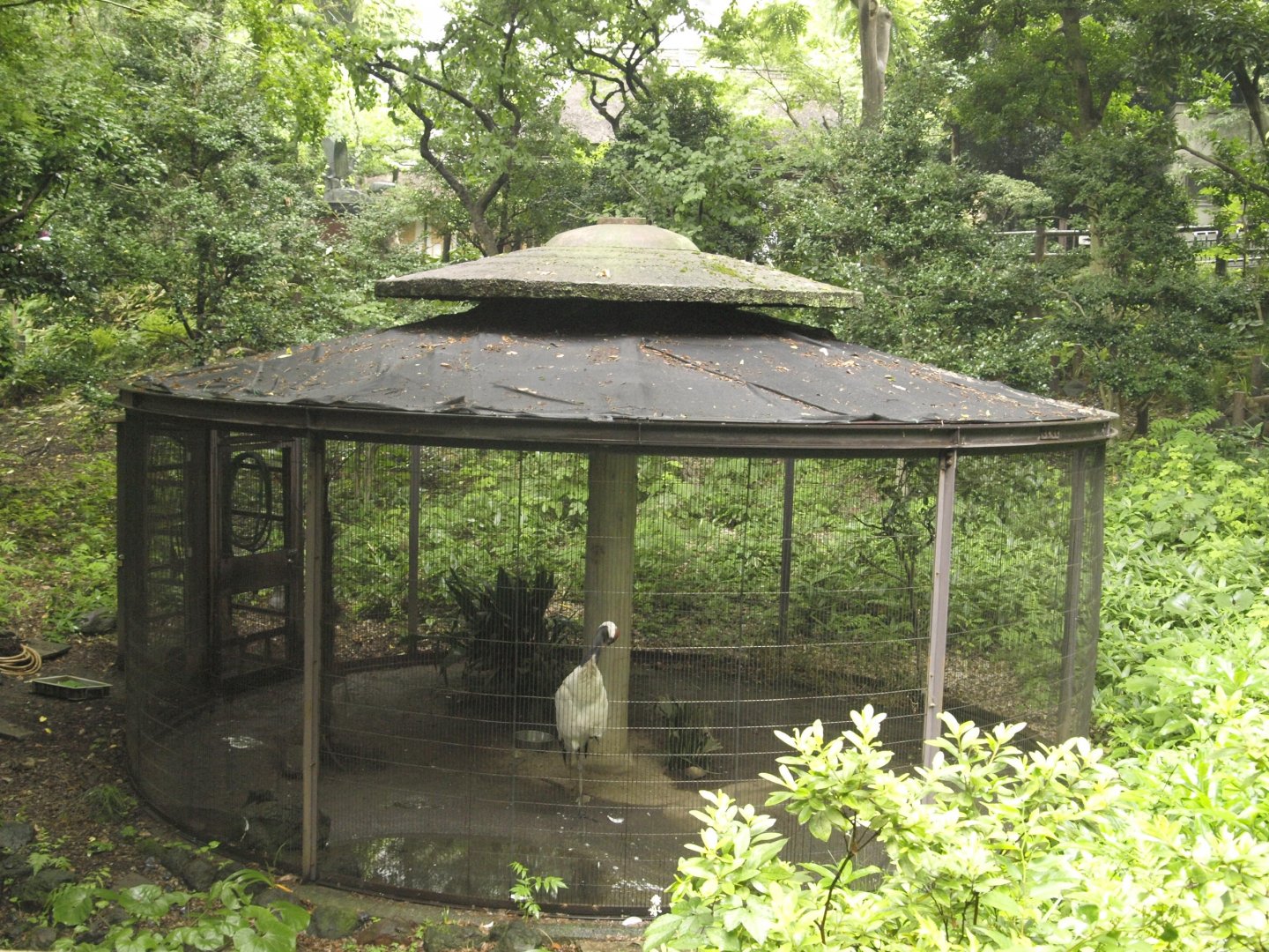 Isolated red-crowned crane aviary