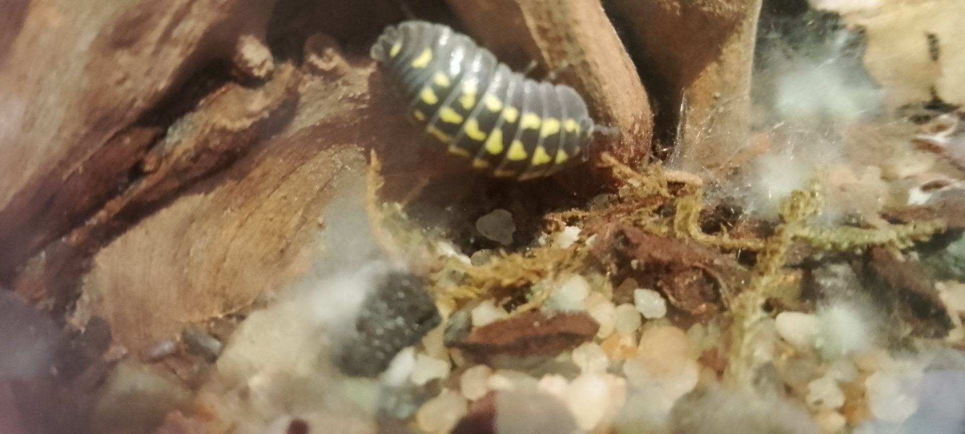 Isopod ID? 060425
