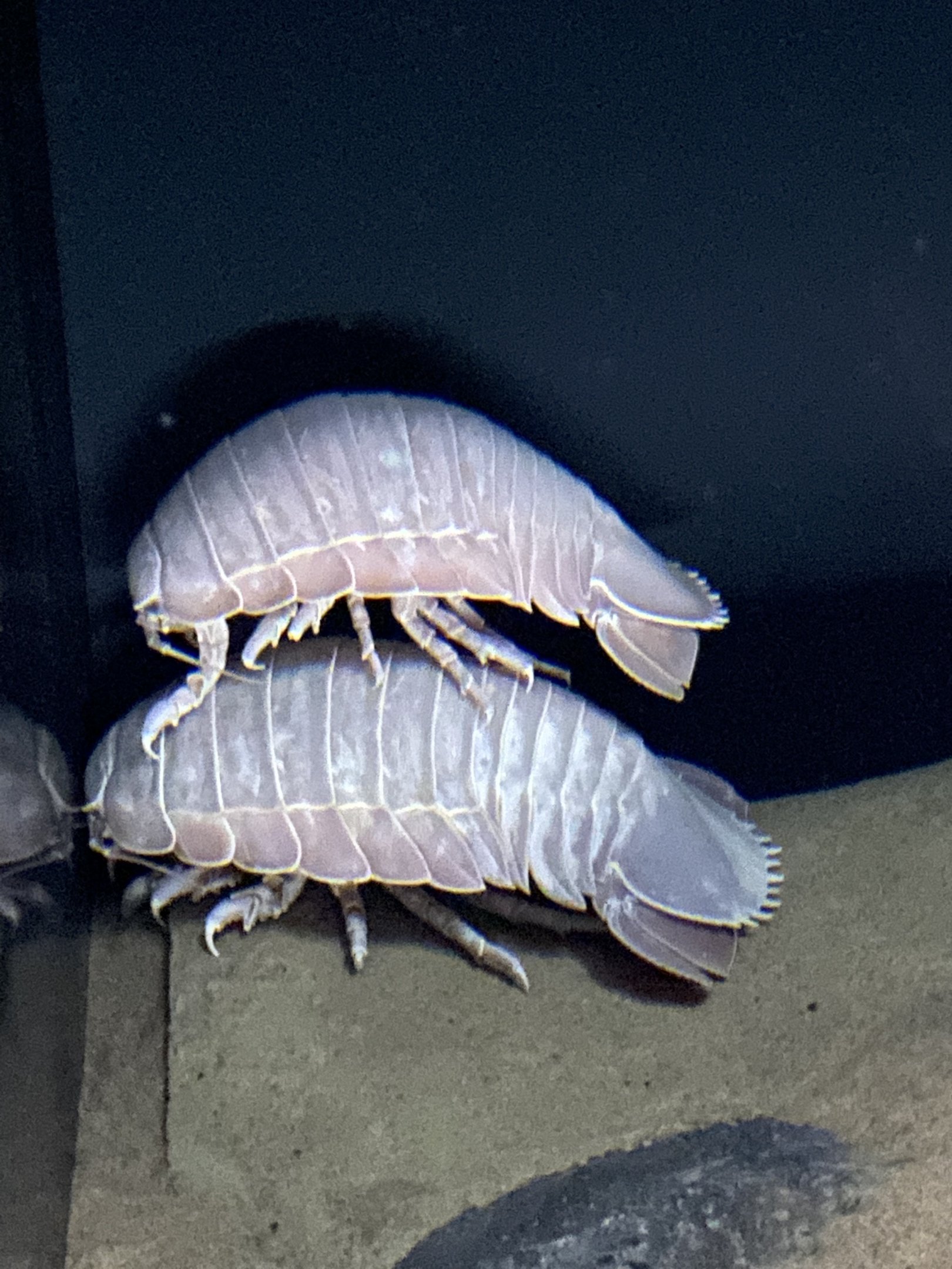 Isopod Stacking