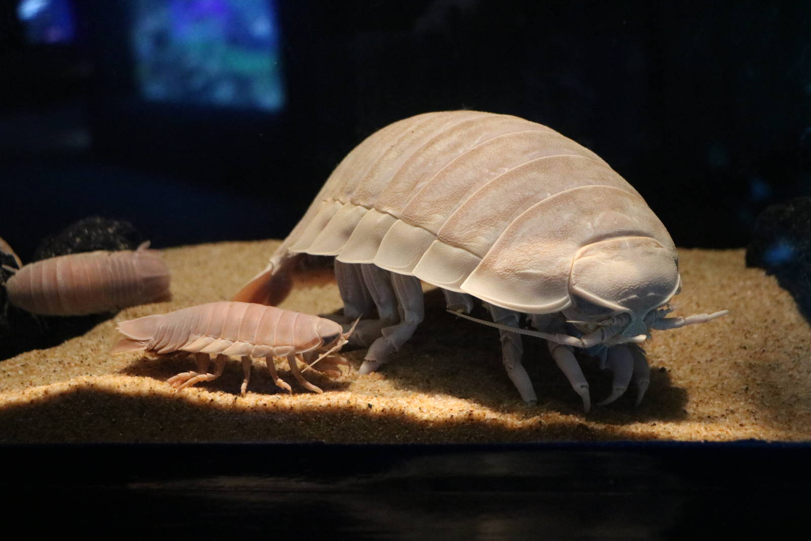 Isopods - Sunshine Aquarium Tokyo, February 2016
