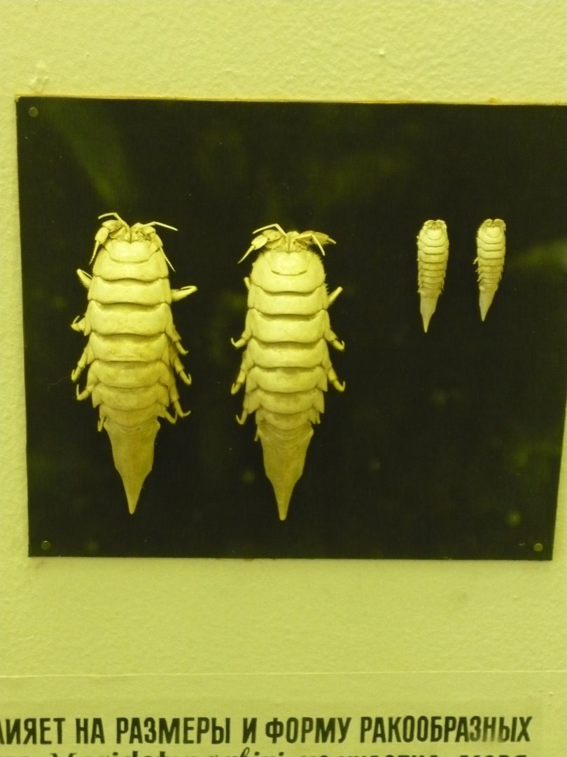 Isopods