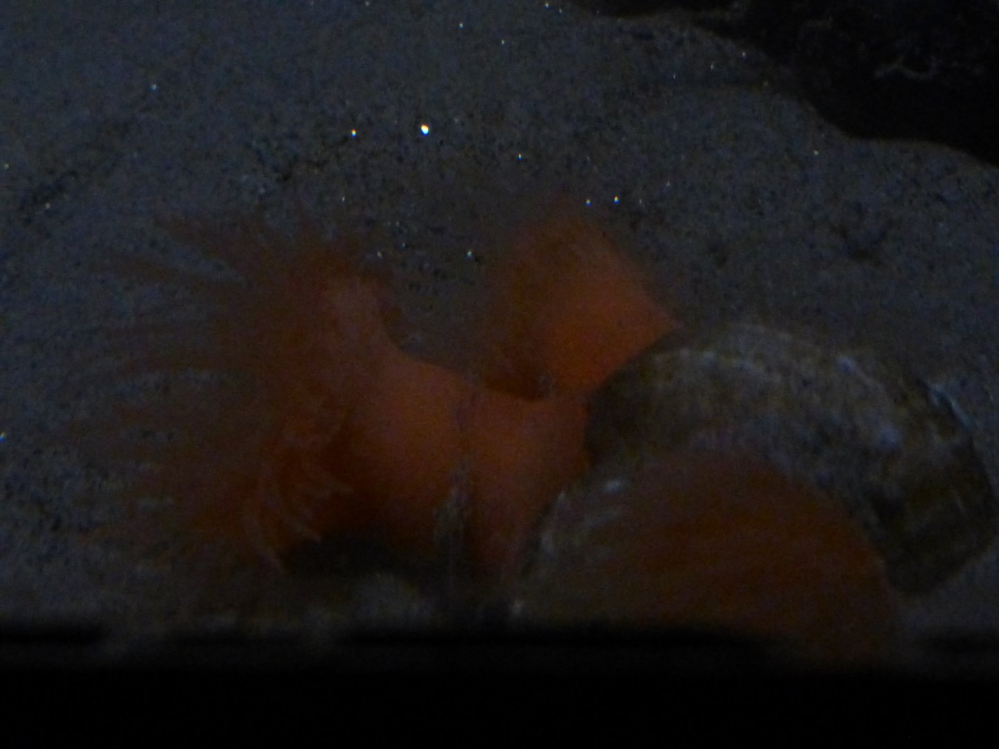Isosicyonis sp. anemone