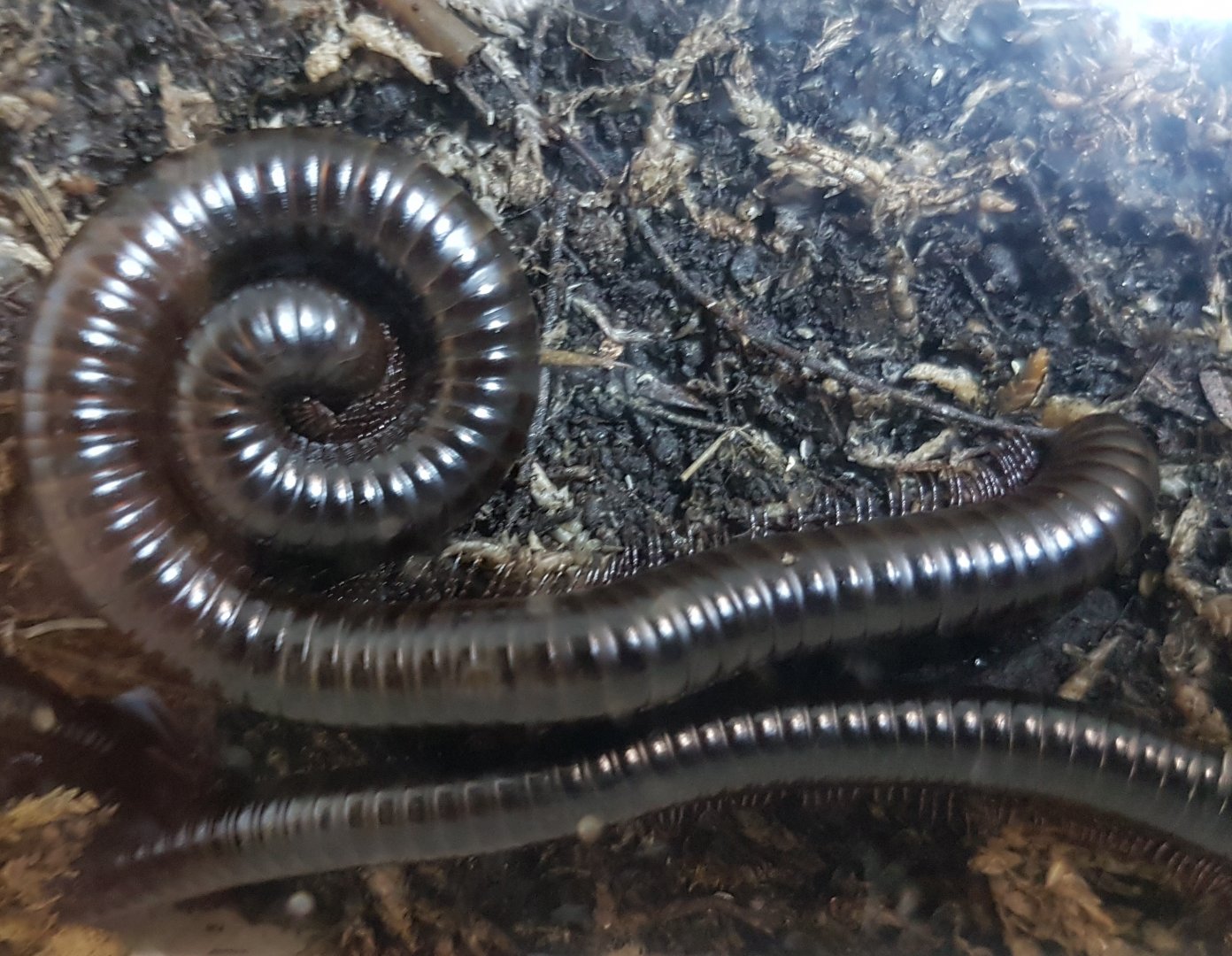 Israeli millipedes - Archispirostreptus syriacus