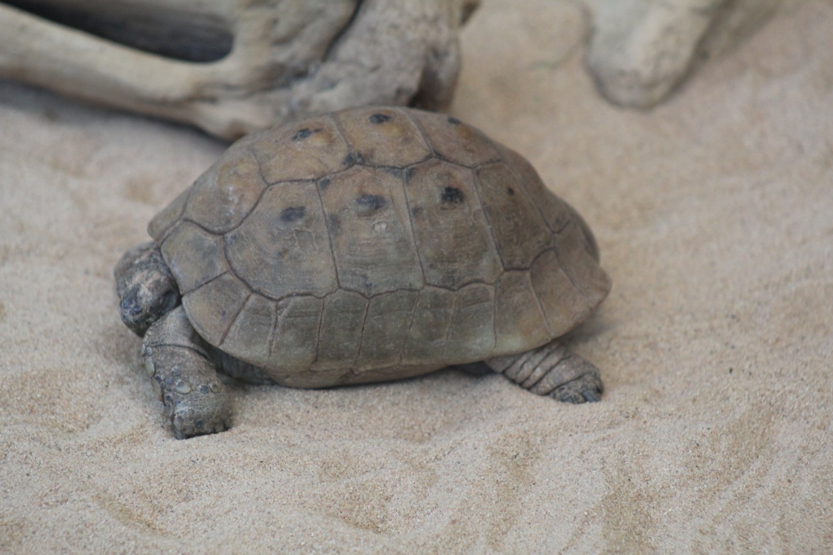 Israeli Spur-Thighed Tortoise