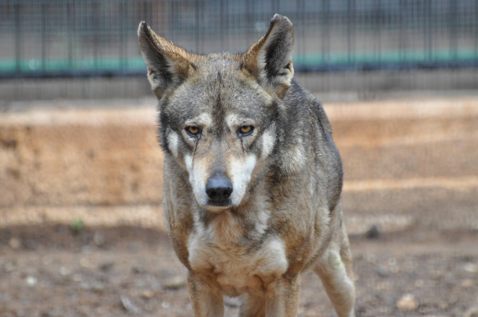 Israeli wolf/ Canis lupus arabs
