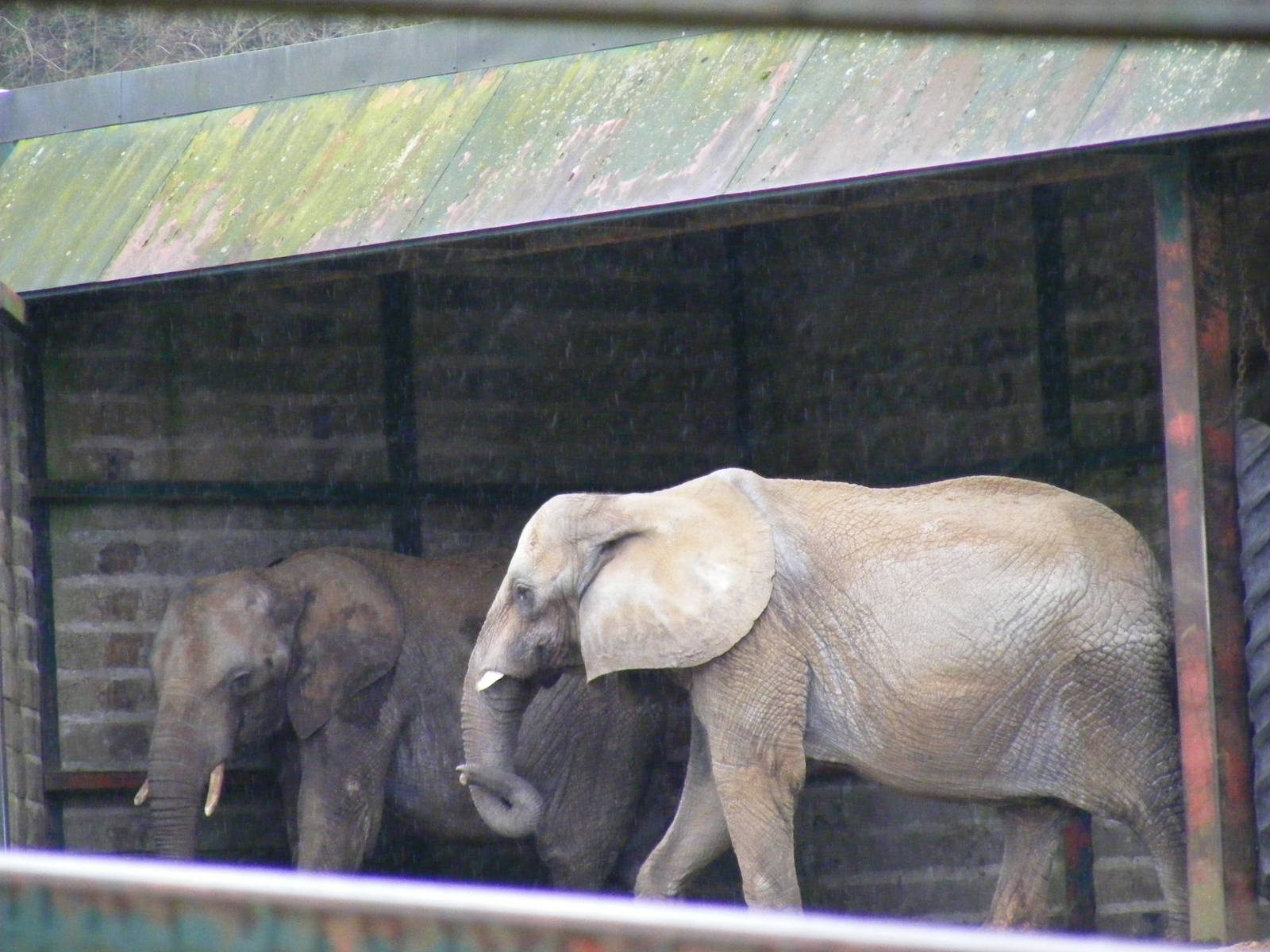 Issa and Lara the African elephants at Port Lympne Wild Animal Park, 13 Feb