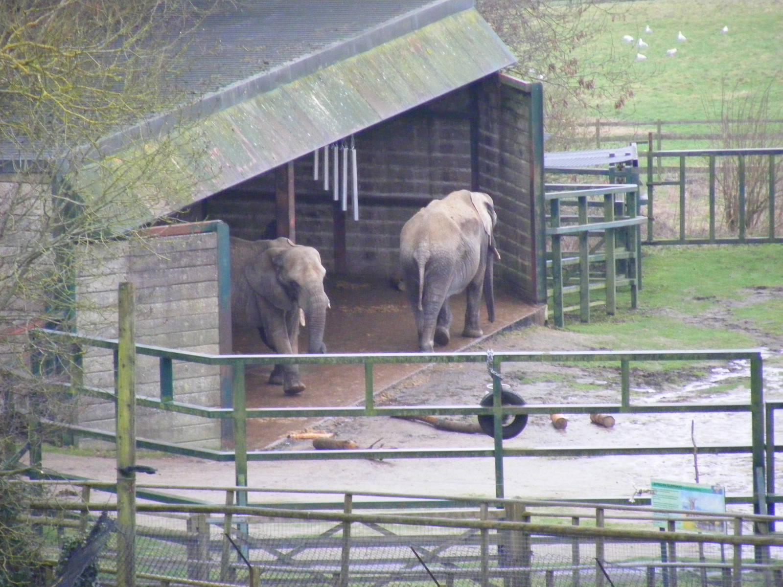 Issa and Lara the African elephants at Port Lympne Wild Animal Park, 13 Feb