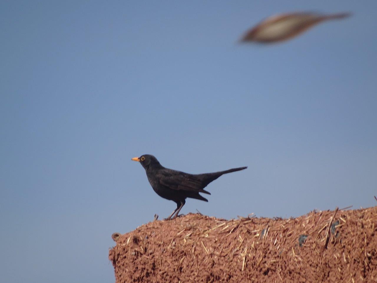 Issen - Blackbird (and House sparrow)