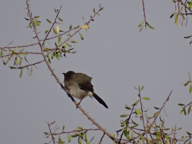 Issen - Common bulbul
