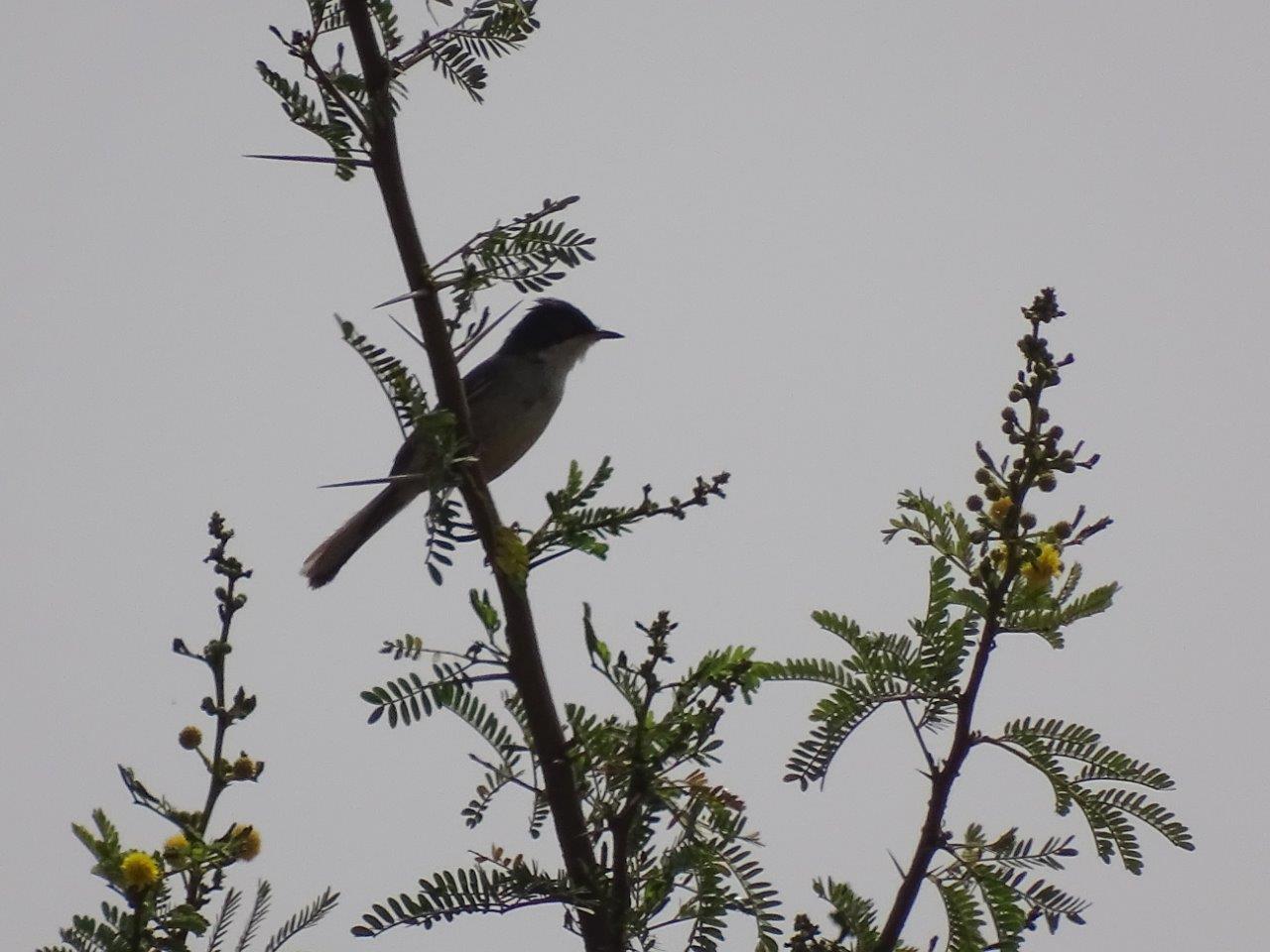 Issen - Common whitethroat