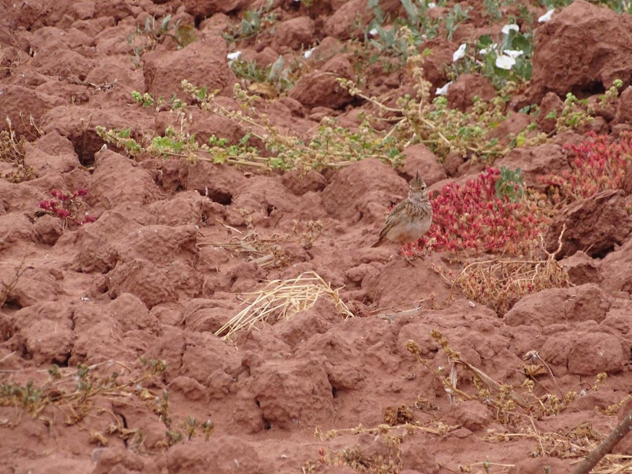 Issen - Crested lark