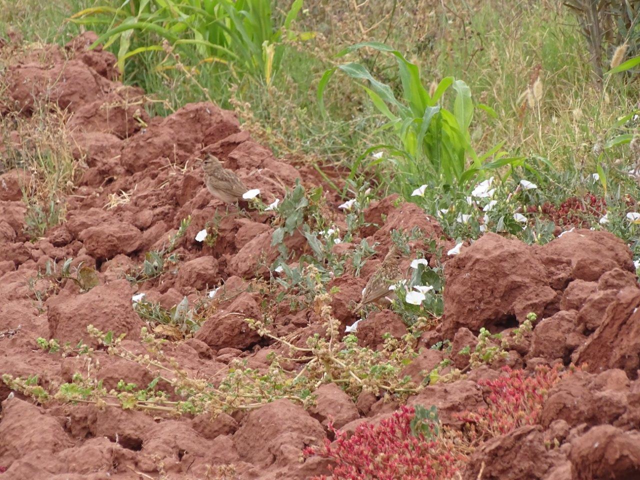 Issen - Crested Lark