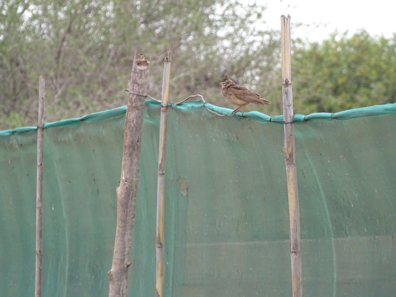 Issen - Crested lark
