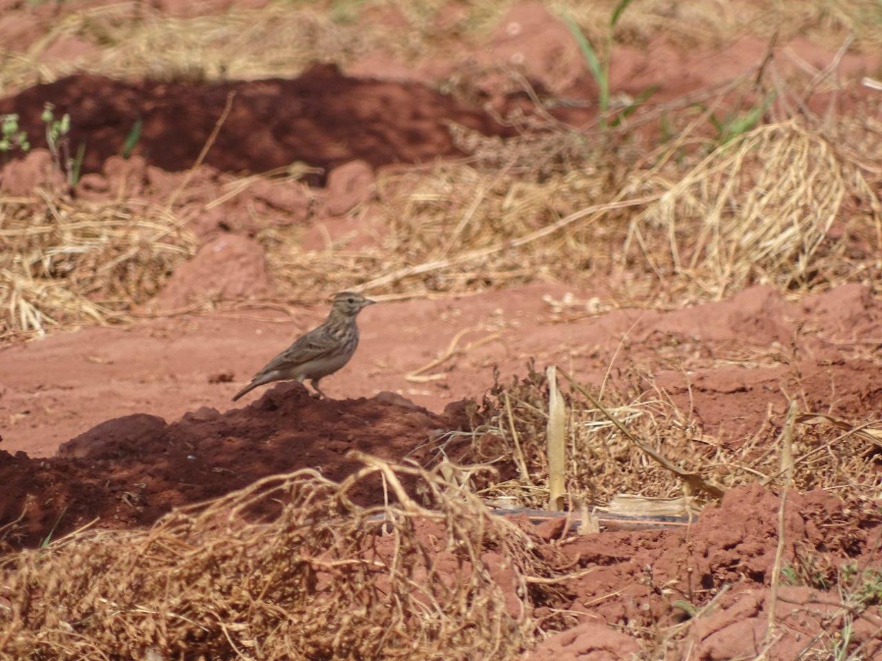 Issen - Crested lark