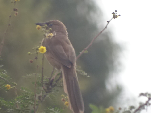 Issen - Fulvous babbler