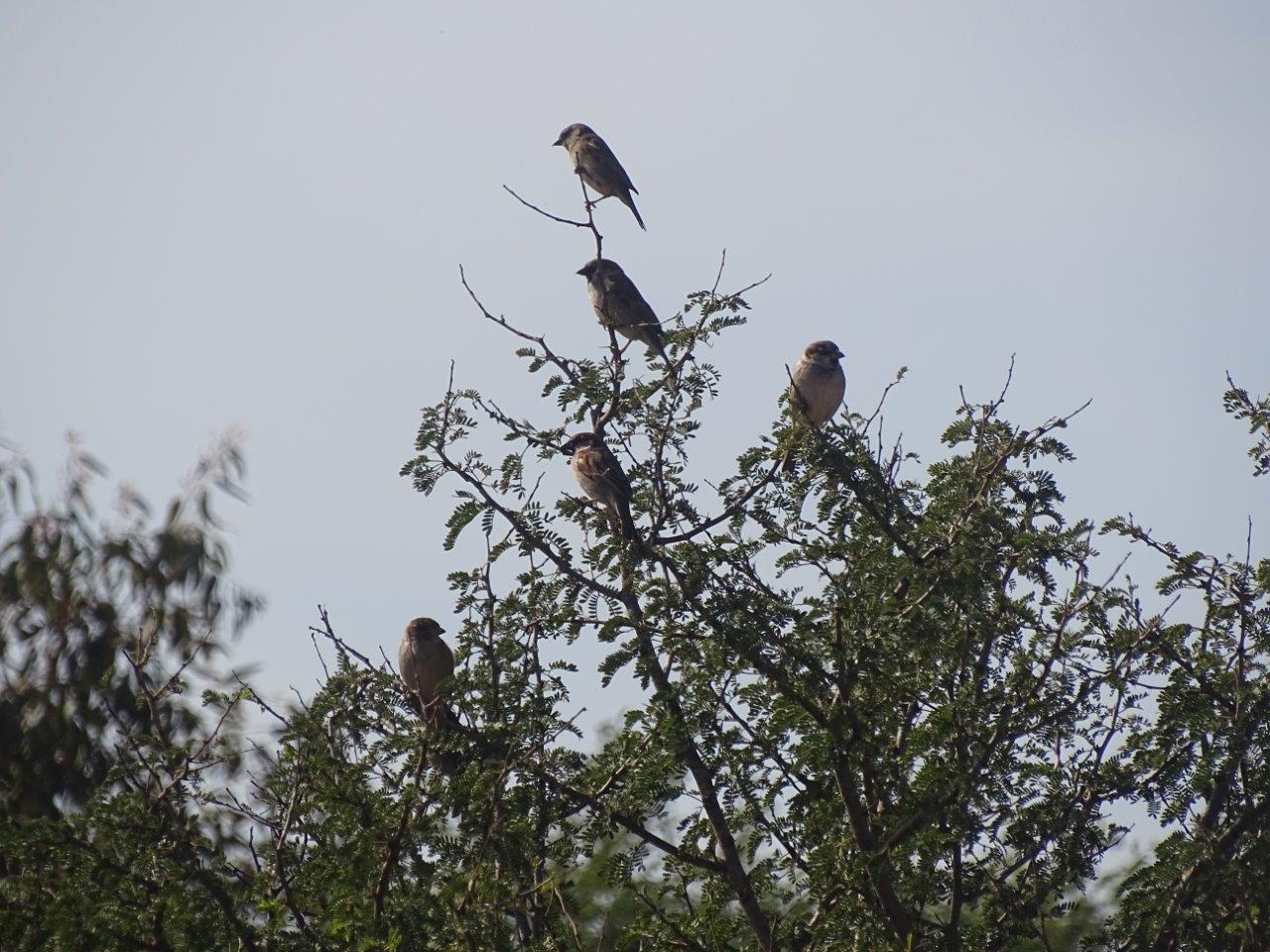 Issen - House sparrows