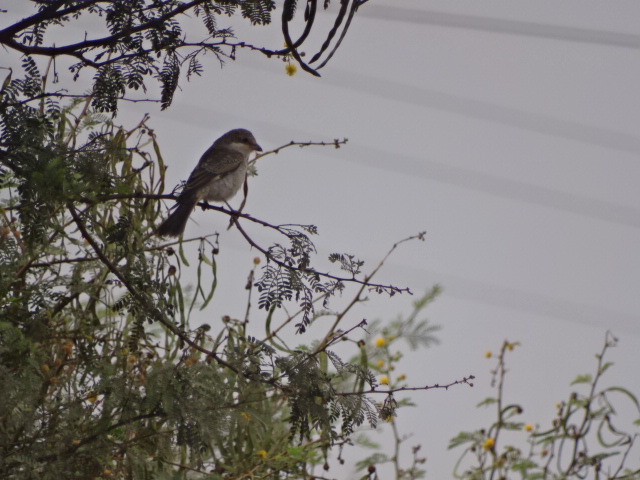 Issen - (Juvenile) Woodchat shrike