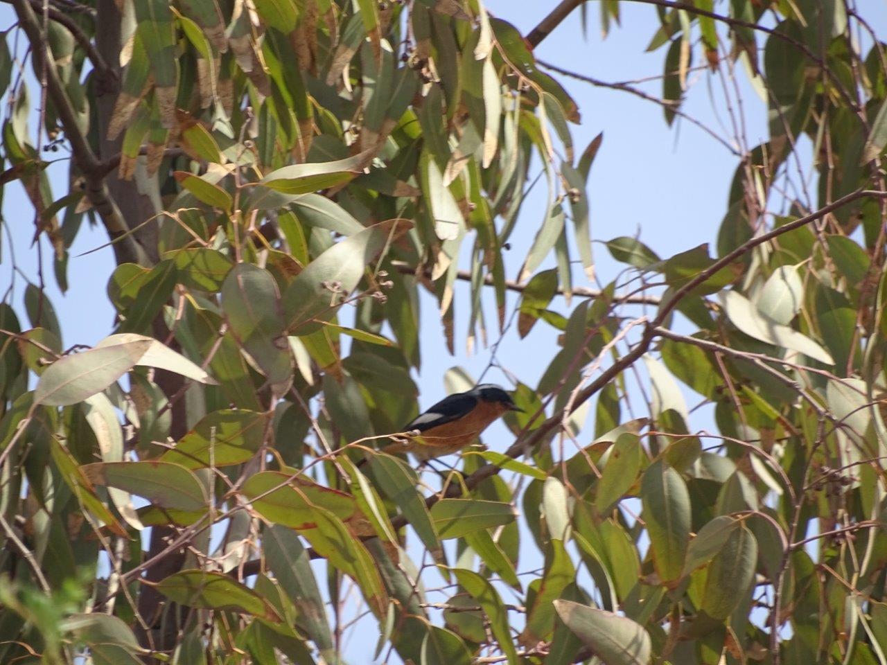 Issen - Moussier's redstart