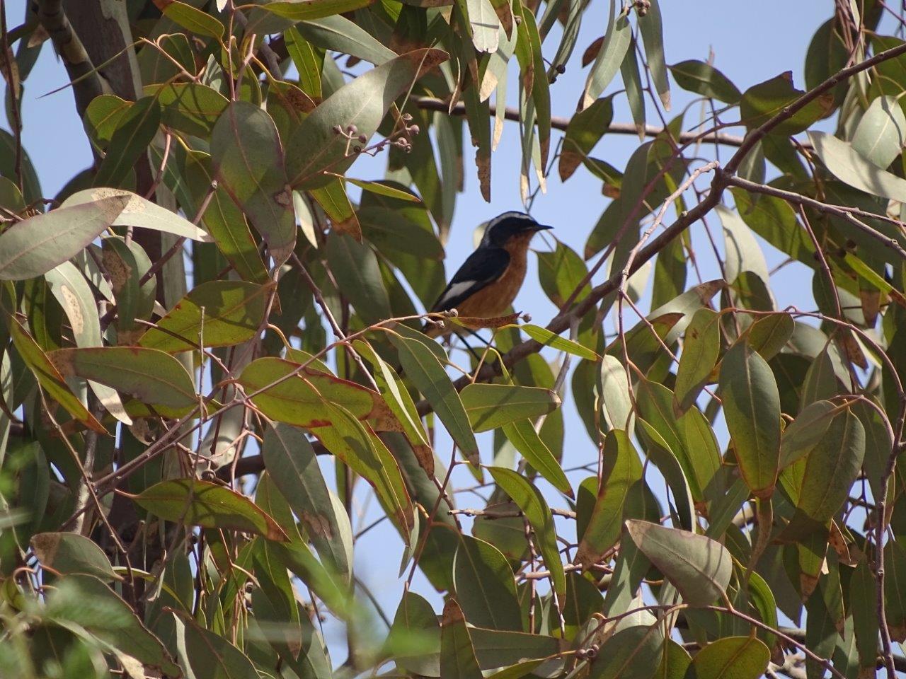 Issen - Moussier's redstart