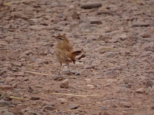 Issen - Rufous-tailed scrub-robin