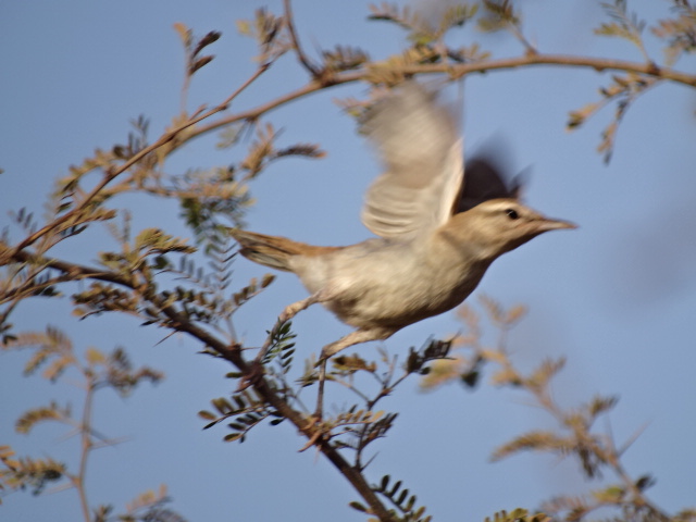 Issen - Rufous-tailed scrub-robin