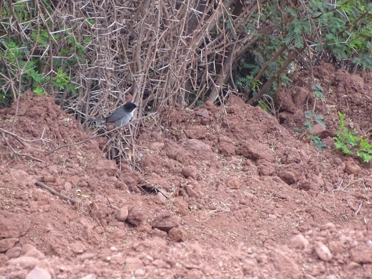 Issen - Sardinian warbler