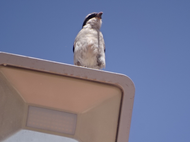 Issen - Southern grey shrike