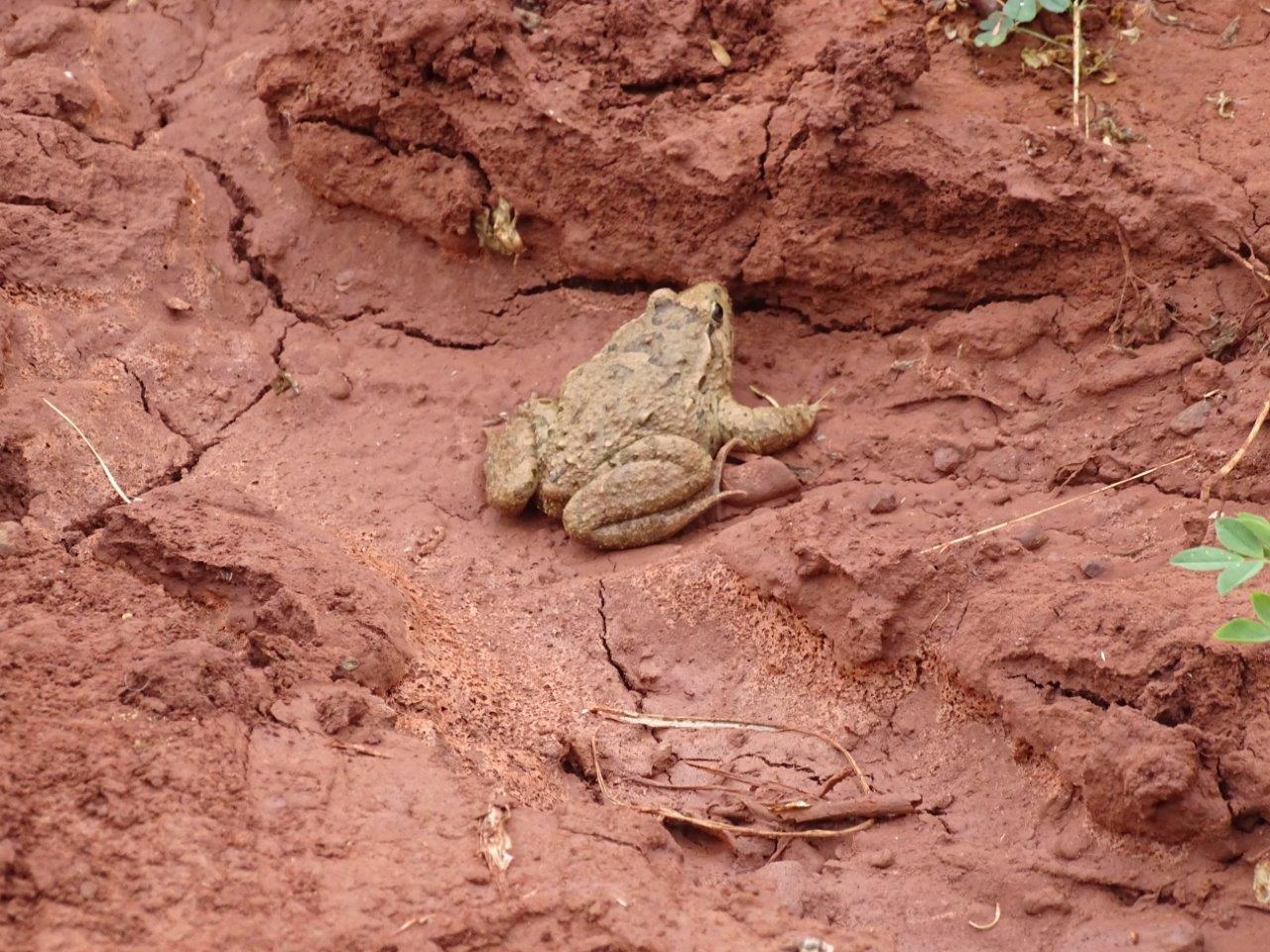 Issen - Toad, ID?