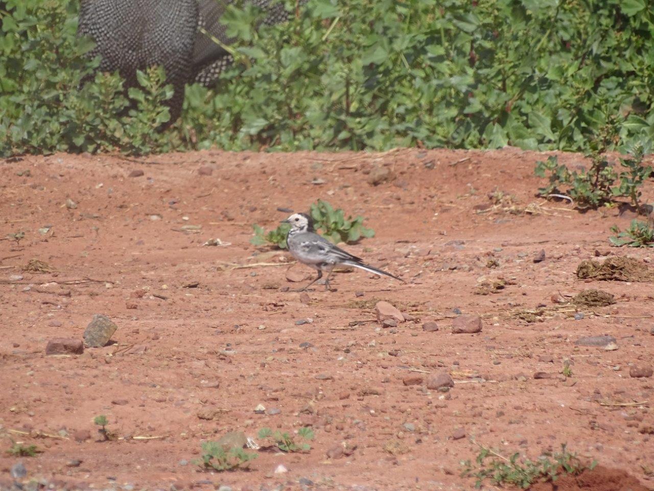 Issen - White wagtail