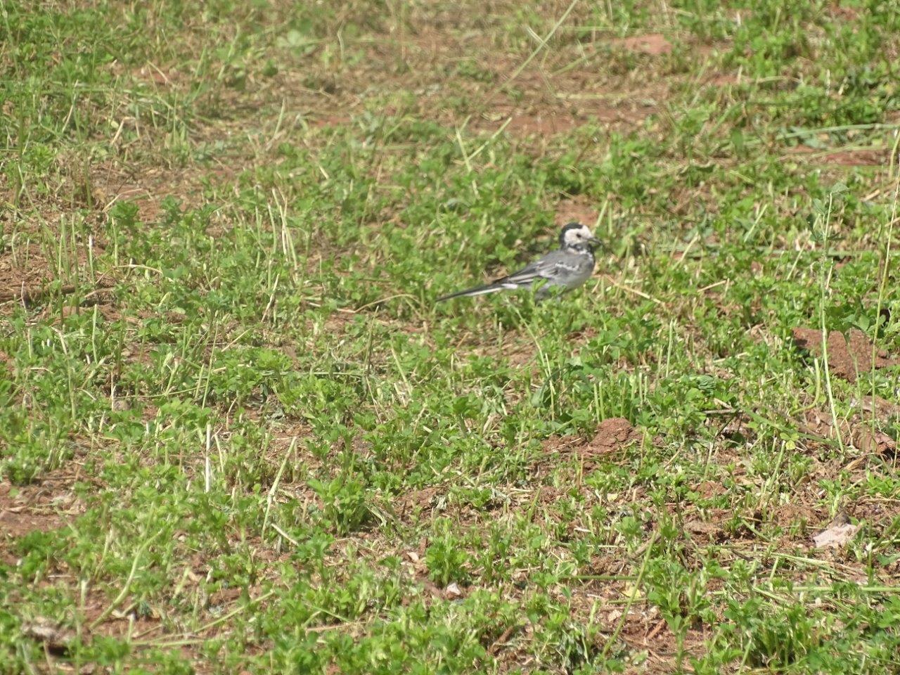 Issen - White wagtail