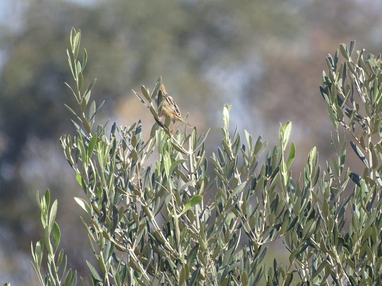 Issen - Zitting cisticola
