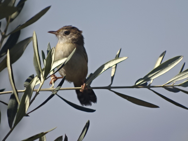 Issen - Zitting cisticola