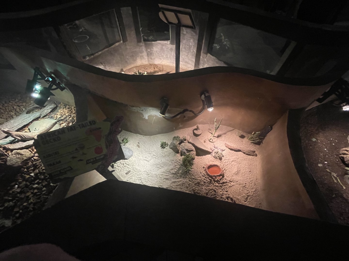 istana reptil - african fat-tailed gecko exhibit