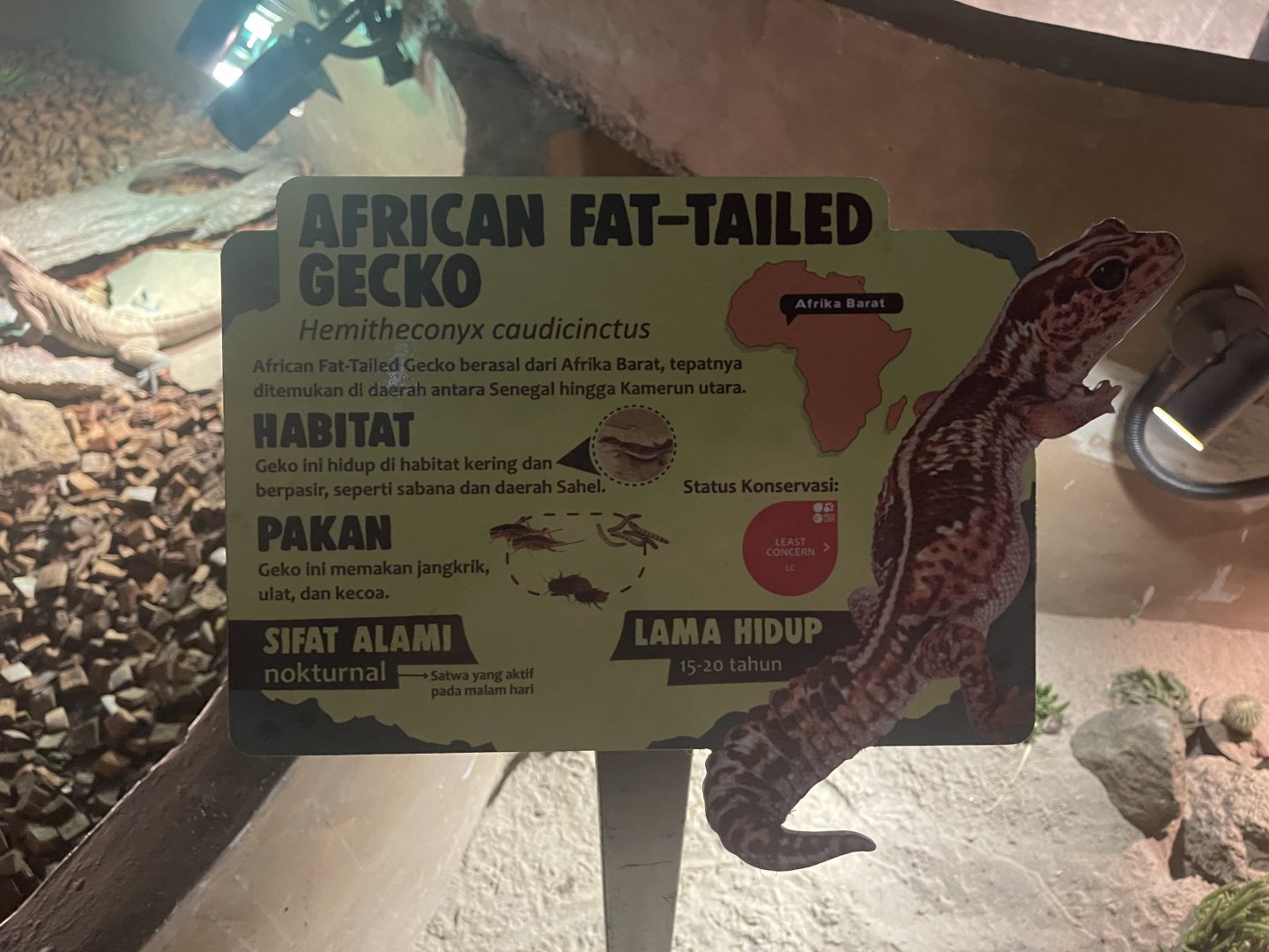 istana reptil - african fat-tailed gecko signage