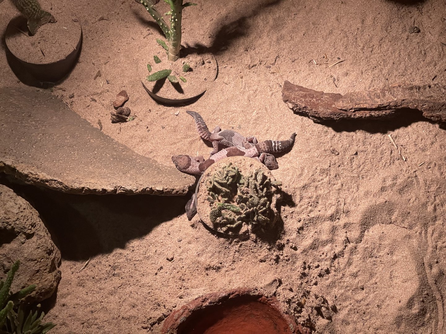 istana reptil - african fat-tailed gecko (