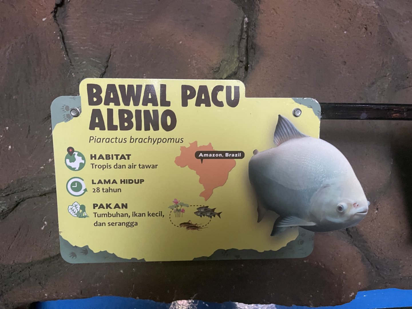 istana reptil - albino pirapitinga signage