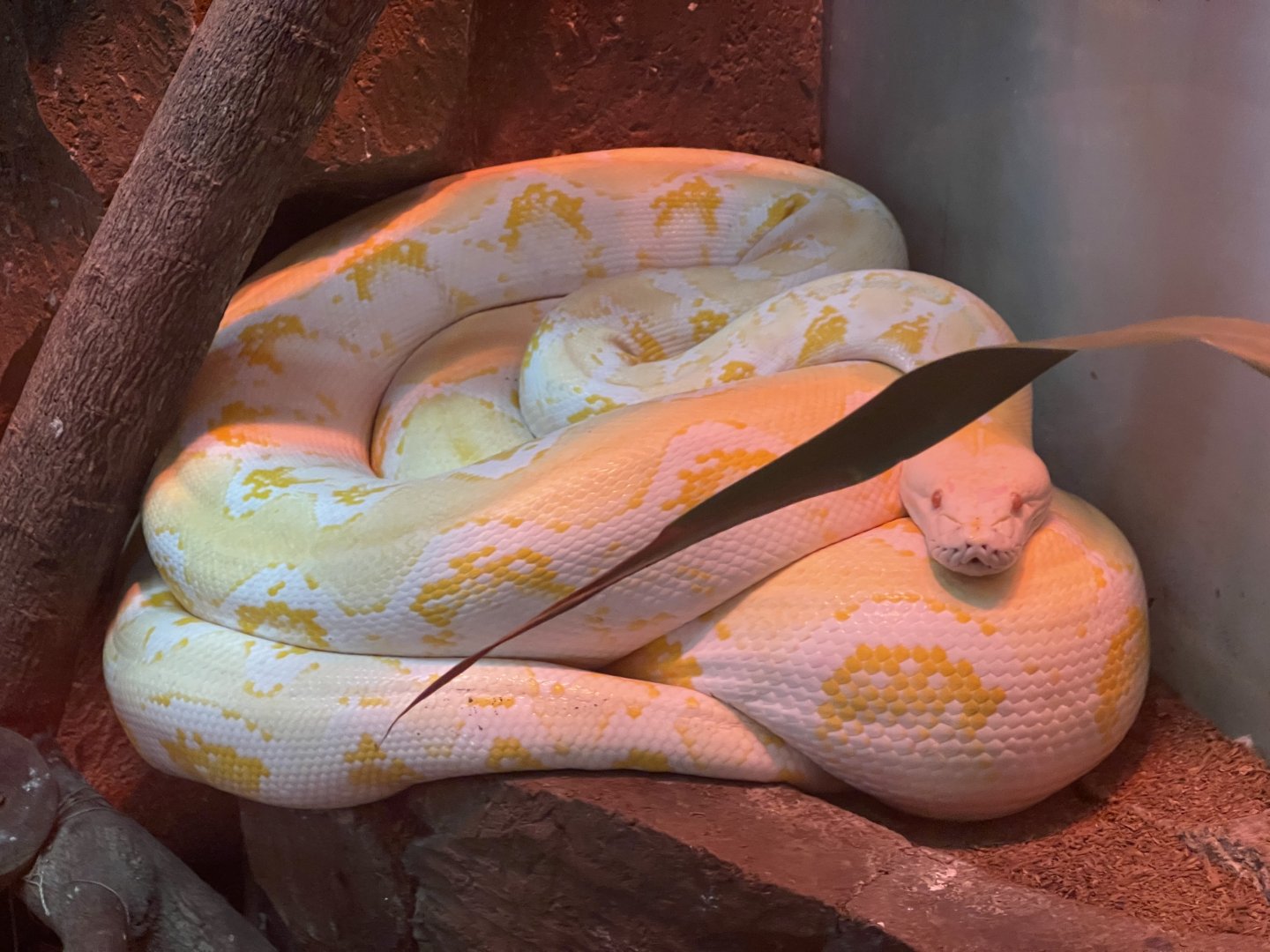 istana reptil - albino reticulated phyton (malayophyton reticulatus)
