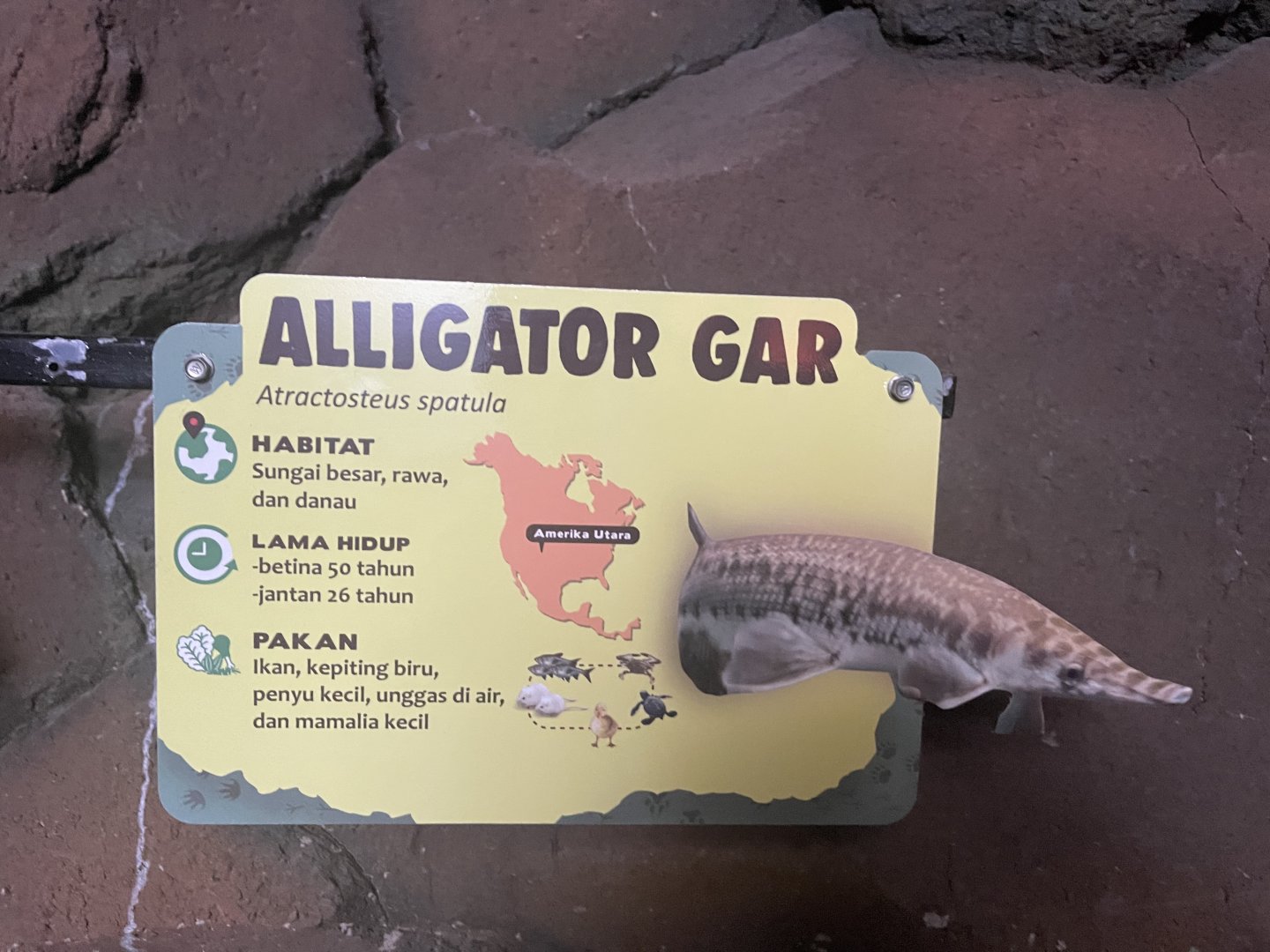 istana reptil - aligator gar signage
