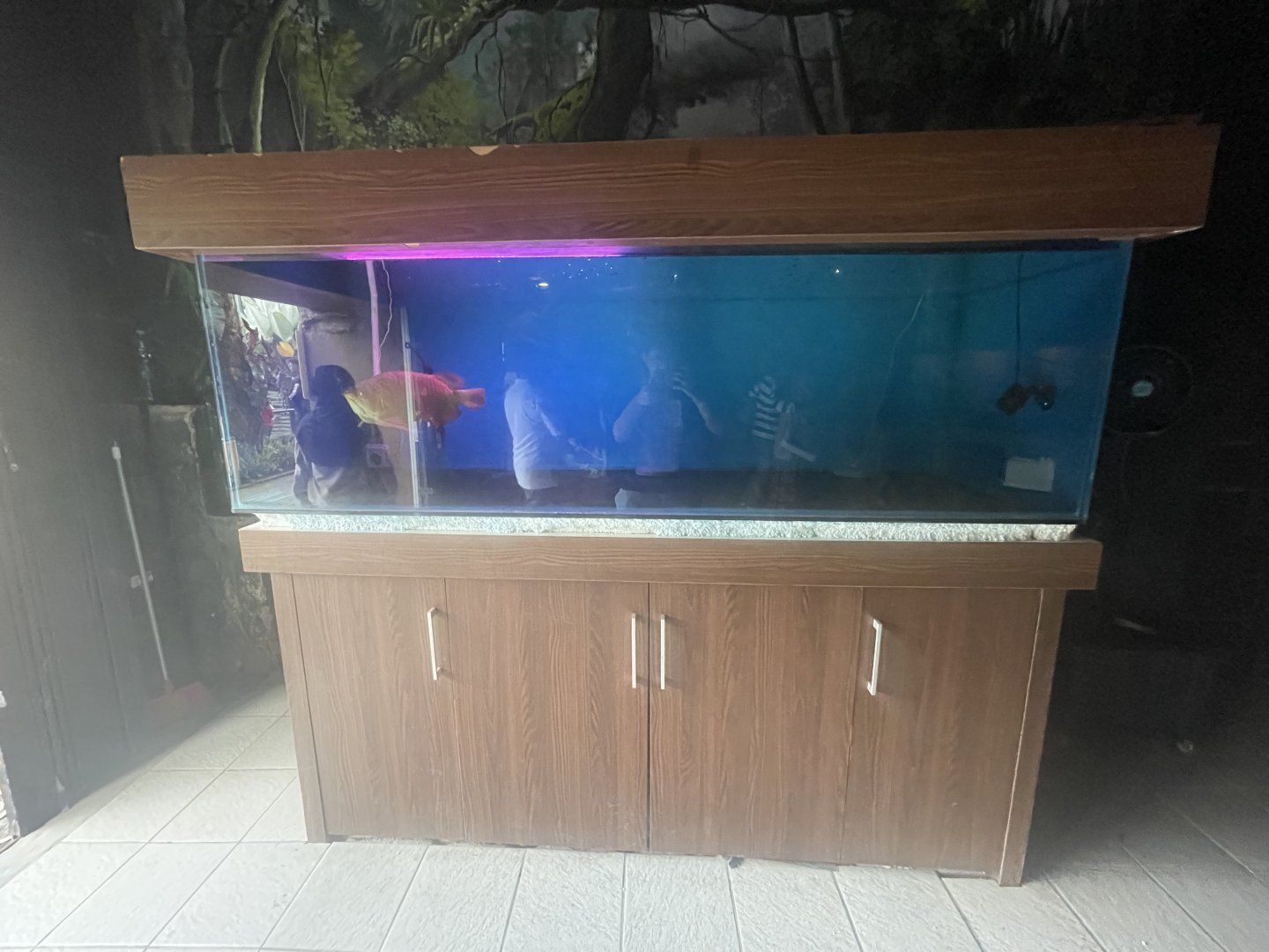 istana reptil - arowana tank