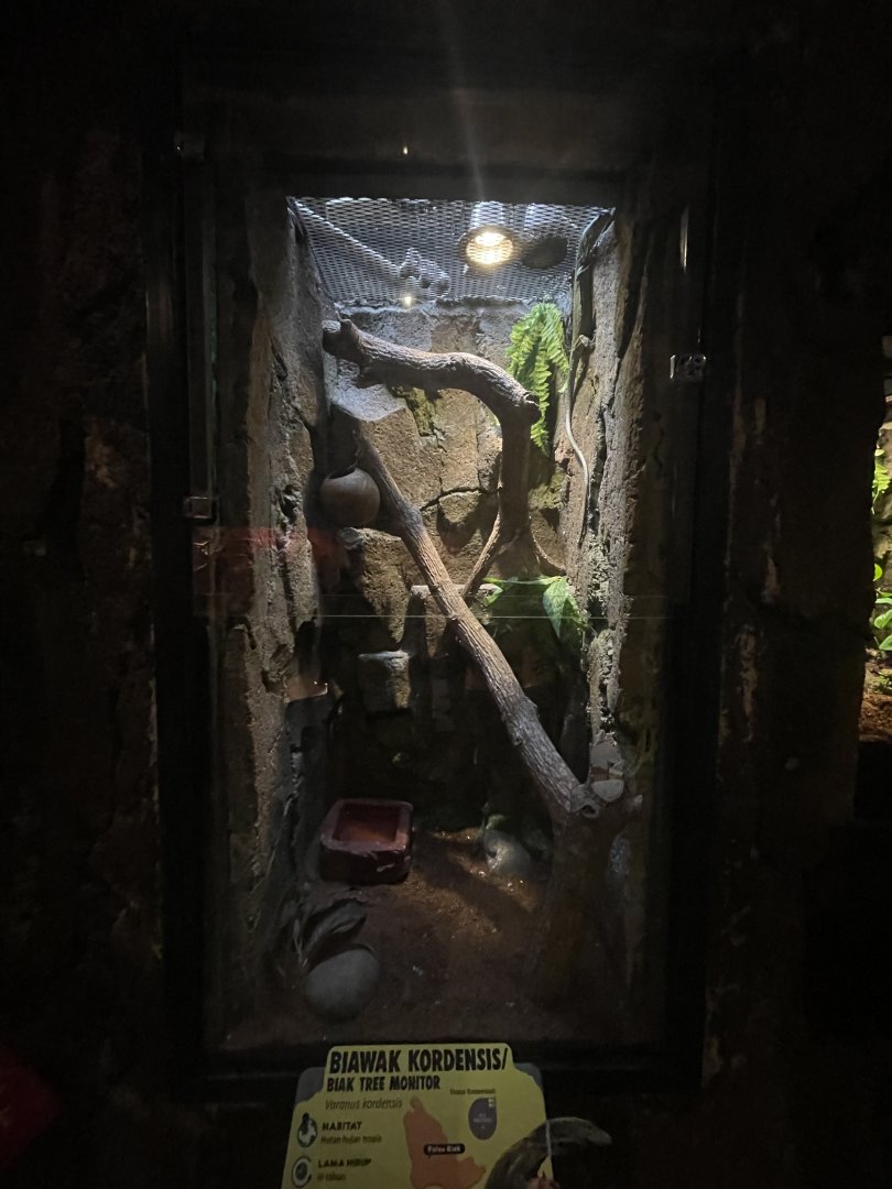 istana reptil - biak tree monitor exhibit