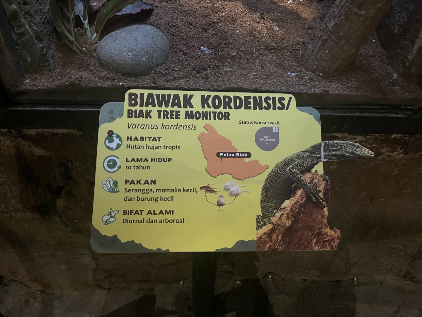 istana reptil - biak tree monitor signage