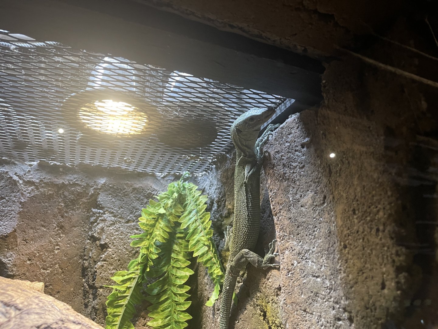 istana reptil - biak tree monitor (varanus kordensis)