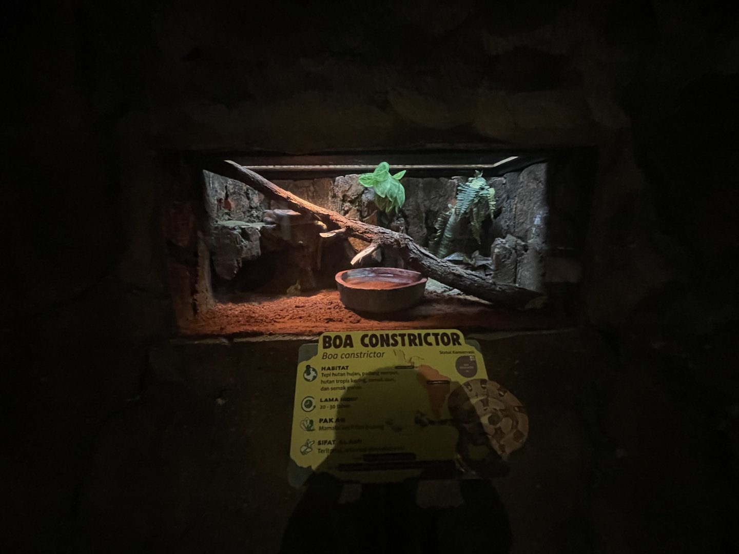 istana reptil - boa constrictor exhibit