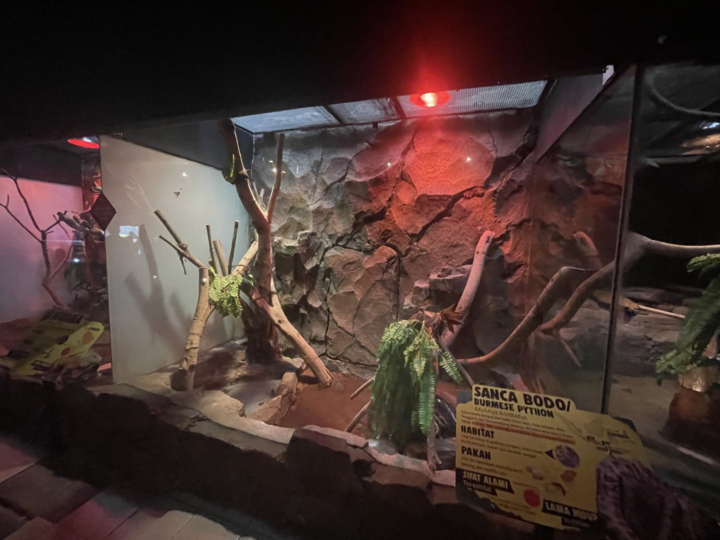 istana reptil - burmese phyton exhibit