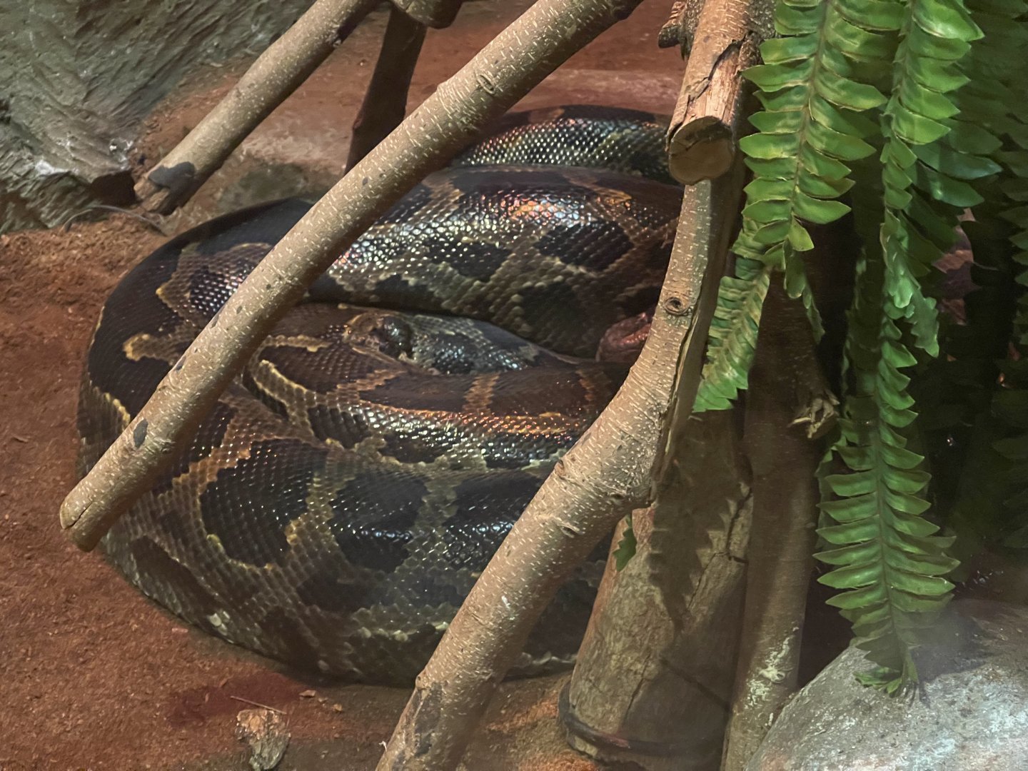 istana reptil - burmese phyton (phyton bivittatus)